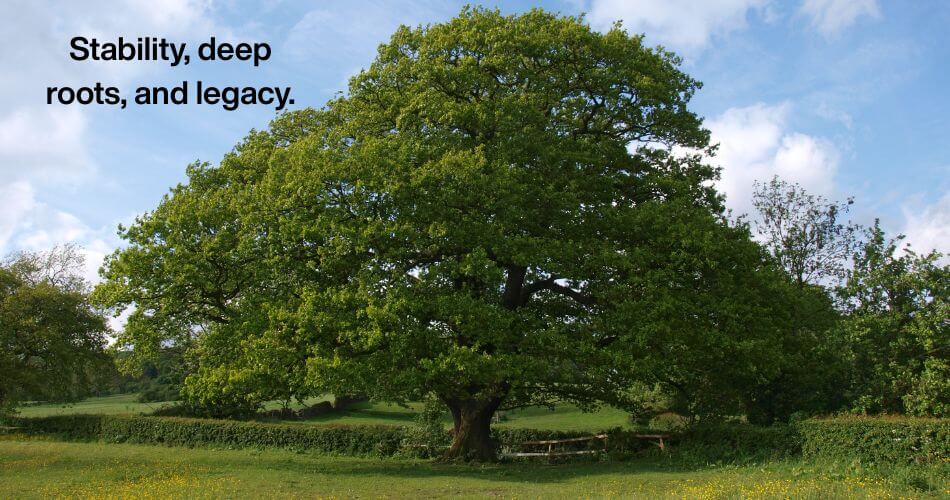 Real estate success in the Northern Suburbs. Oak tree portraying Stability, deep roots, and legacy.