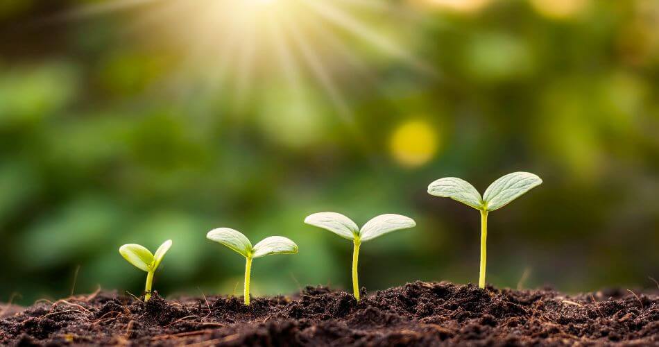 Real estate success in the Northern Suburbs. Universal symbol for new growth and potential