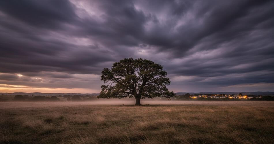 Performance psychology for real estate agents. Sturdy oak tree standing firm in a Durbanville landscape storm.